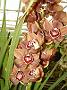 Tinonee-orchids-II 024